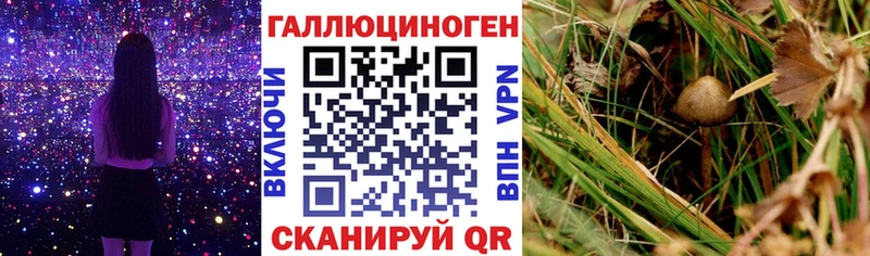 Галлюциногенные грибы Psilocybine cubensis  Саров 